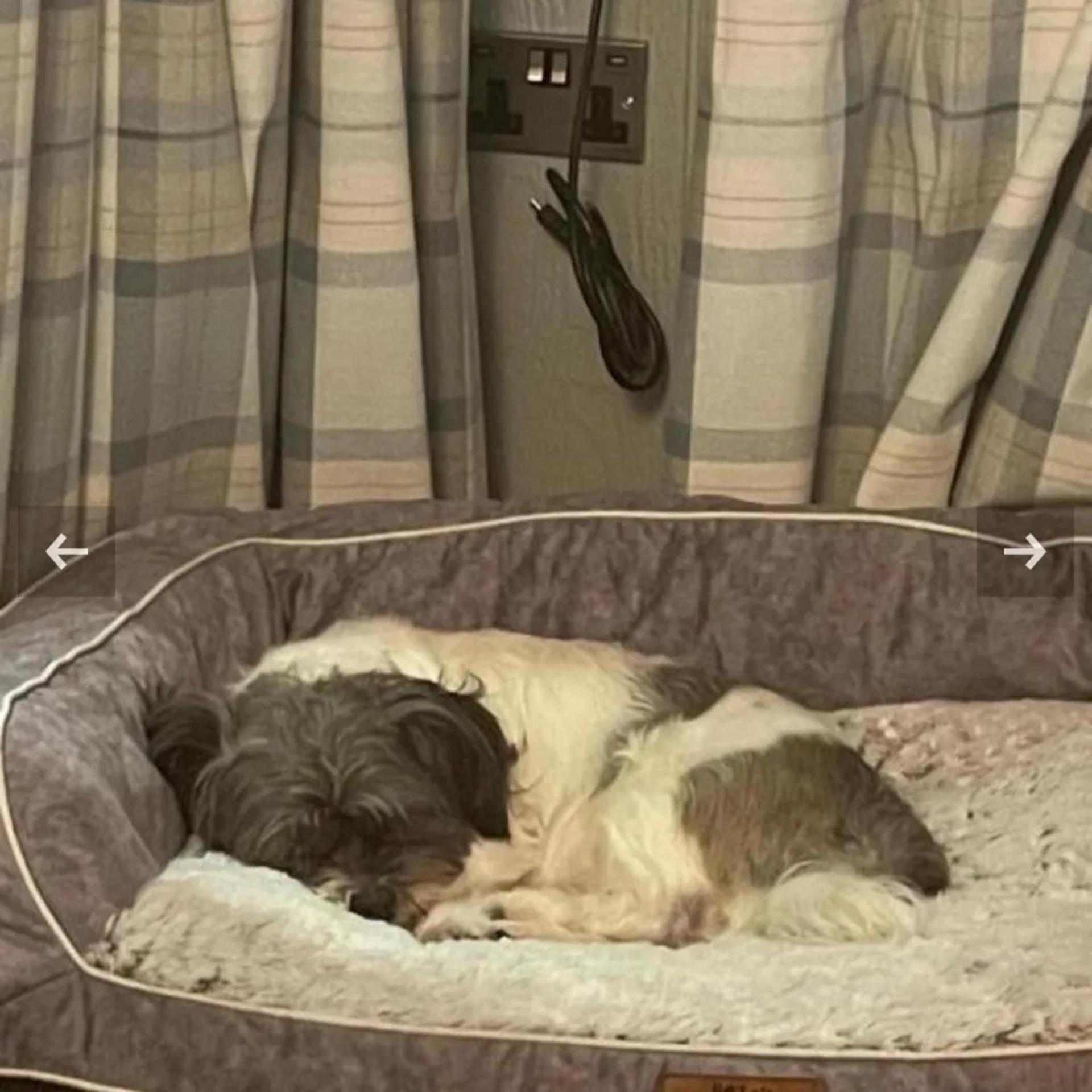 Lochwinnoch Luxury Family Beechwood Lodge With Hot Tub מראה חיצוני תמונה
